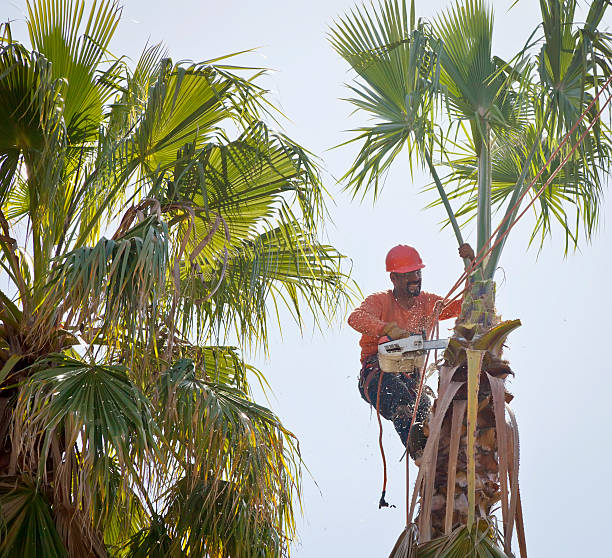 Best Large Tree Removal  in USA